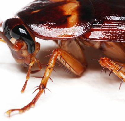 cockroach