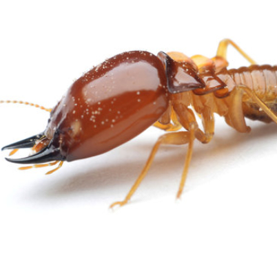 termite2