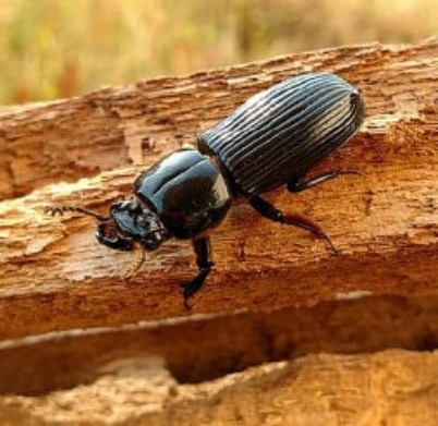 wood-borer-control